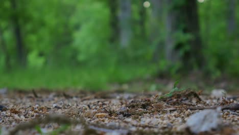 Brennholz-Im-Wald-Fallen-Gelassen