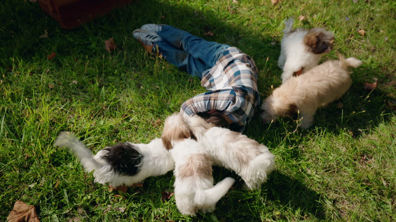 A child is playing with puppies on the grass