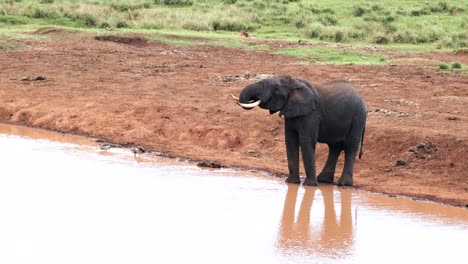 elephant on the river at aberdare national park in rware, ndaragwa, kenya