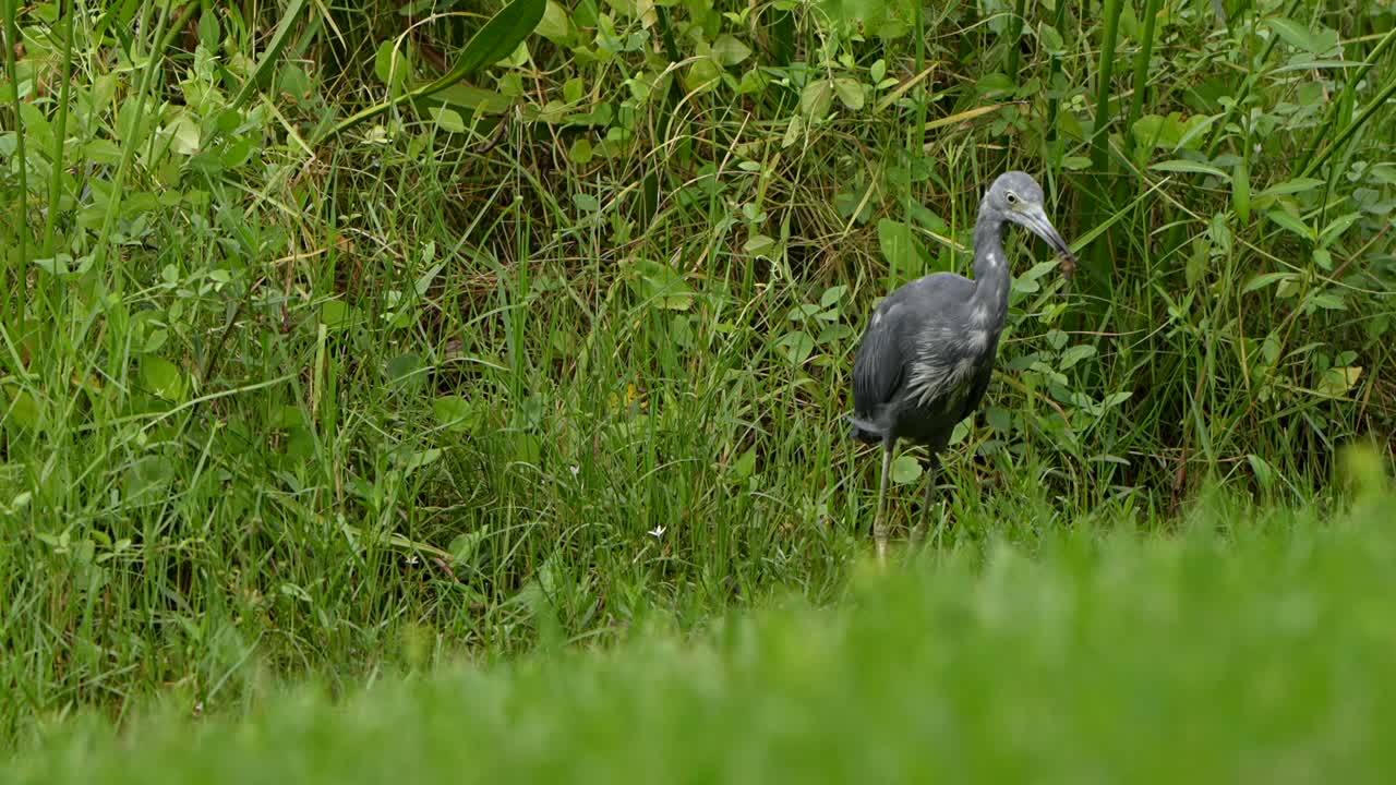 Little blue heron fishing in a marsh