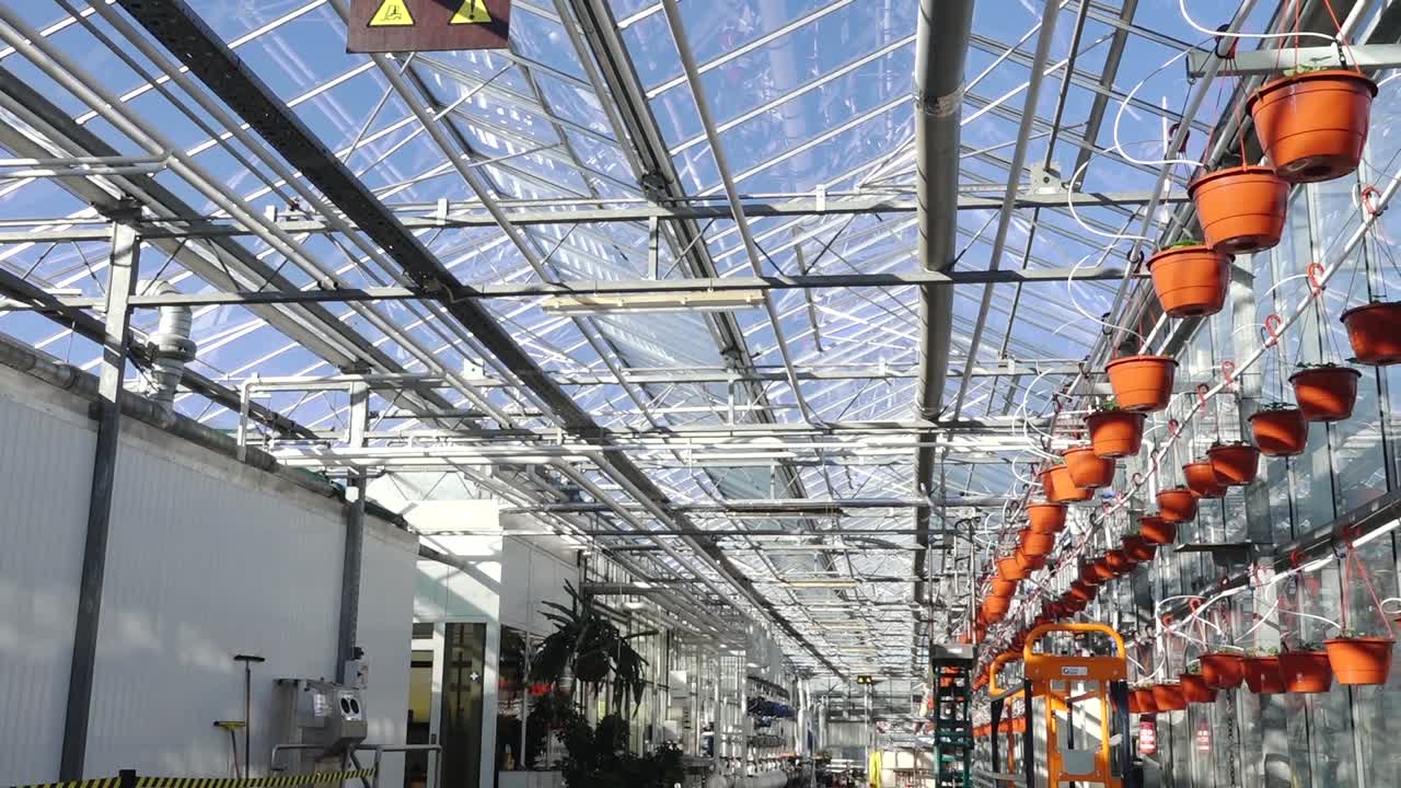 Modern greenhouse interior featuring rows of hanging orange pots connected to an automated irrigation system, under a glass roof with natural sunlight.