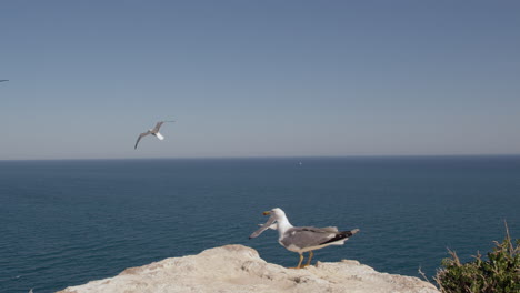 una bandada de gaviotas en el cielo