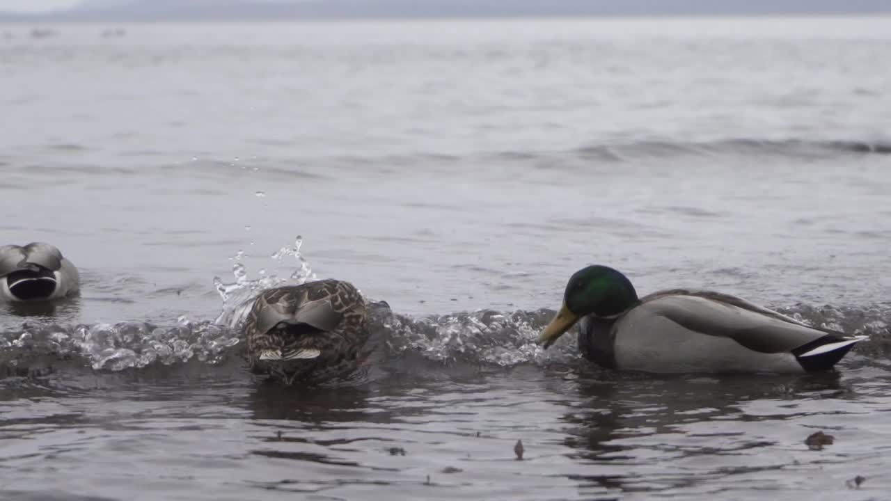 ánade real macho y hembra nadando contra las olas del océano durante el invierno en victoria bc canadá