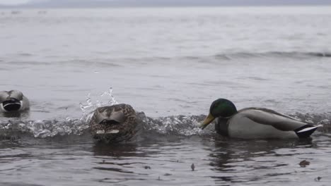 male and female mallard ducks swimming against the ocean waves during winter in victoria bc canada