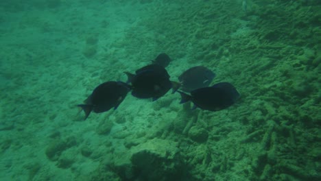 to many conssumers, parrotfish is a delight, which in jamaica is prepared whole or fried