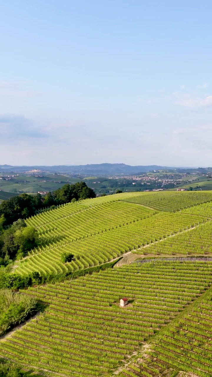 Panoramici vigneti verdi che coprono dolci colline nella campagna italiana