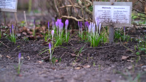 delicate purple crocuses grow in a garden