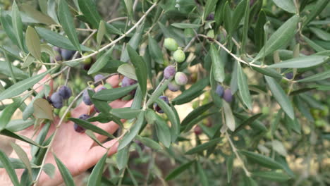 woman's hand displaying olives branch in a cultivation