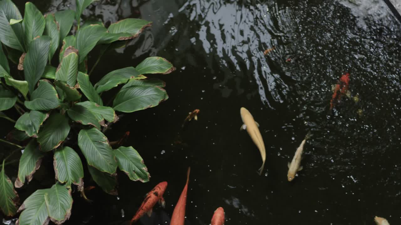 다채로운 물고기와 식물이 있는 연못의 높은 각도 뷰, 느린 동작