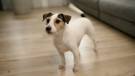 cute jack russell terrier sitting on wooden floor in room