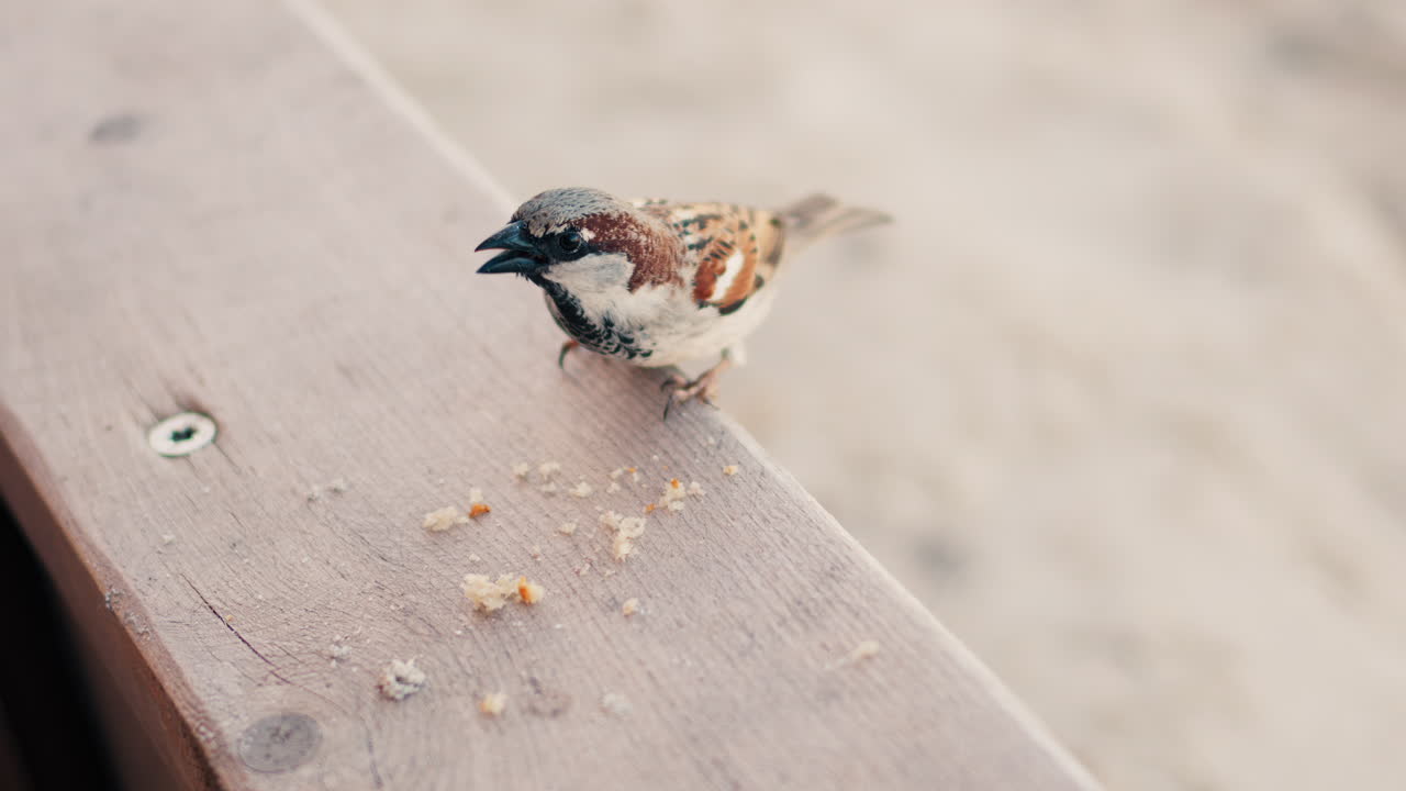 Close up of a sparrow eating crumbs on a blurred background
