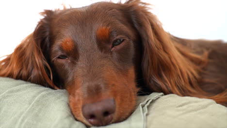 perro salchicha marrón soñoliento que se queda dormido