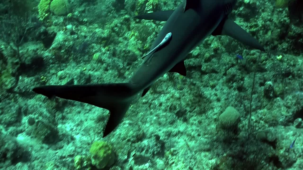 toma submarina de un tiburón merodeando por el arrecife