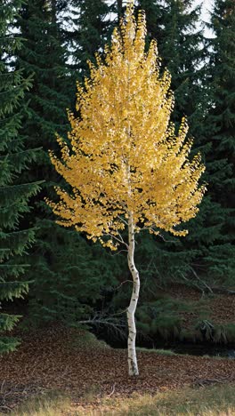 a vibrant yellow tree stands alone in a forest, captured from a low angle