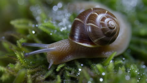 Macro photo of a snail on moss with water droplets