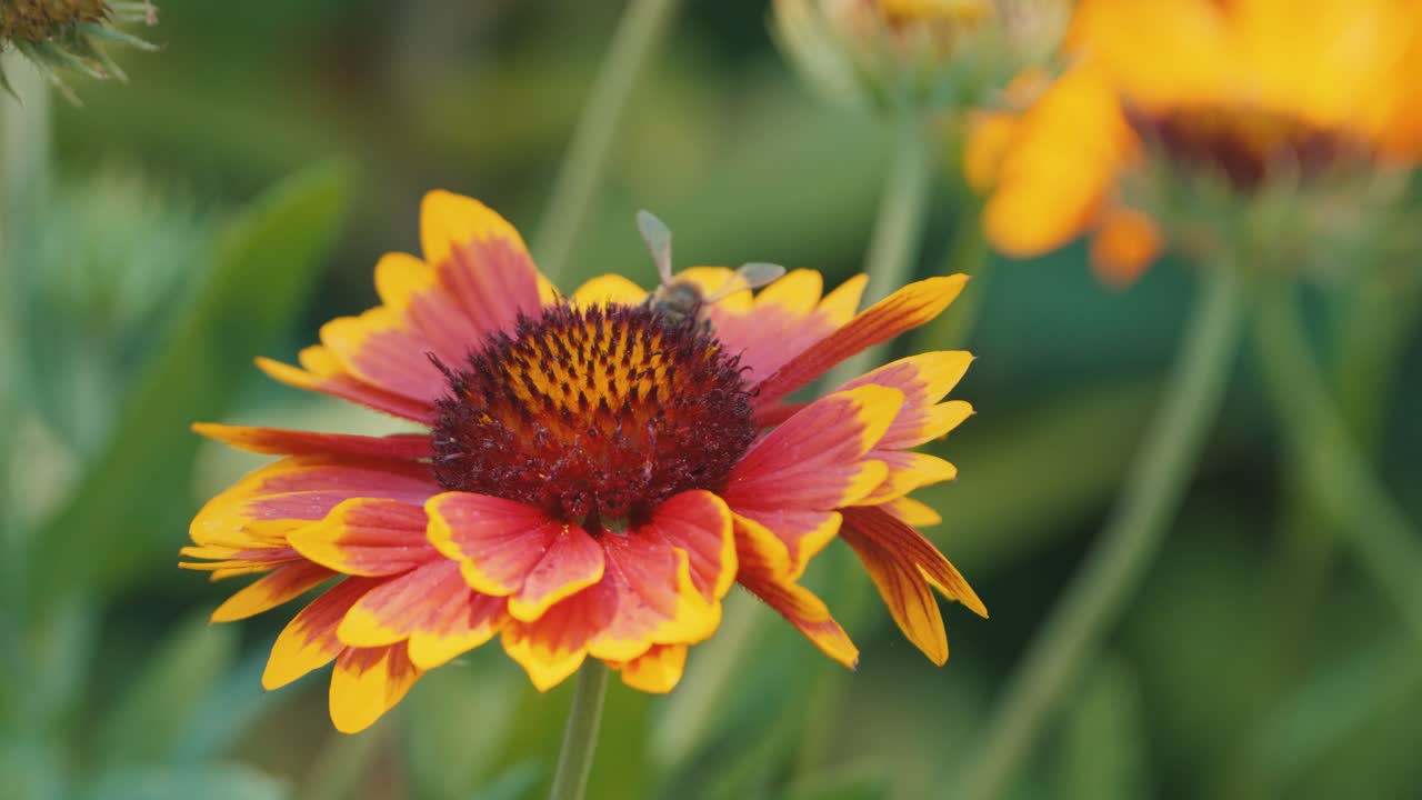 Bumblebee ballet on a cockade flower, a mesmerizing dance of nature's pollination in a vibrant garden