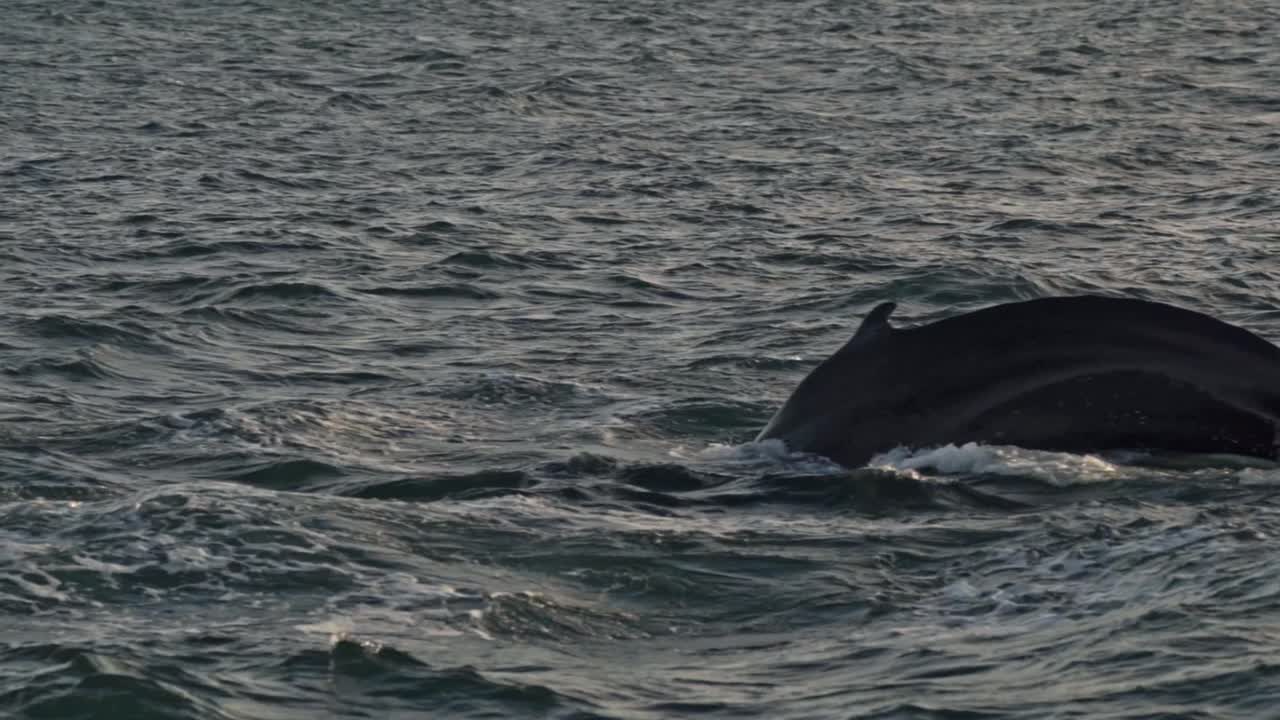 A powerful whale raises its iconic fluke high above the water's surface as it performs a deep dive in the rich whale-watching grounds of Húsavík, Iceland