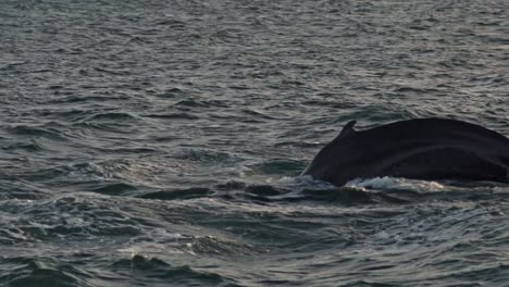 a powerful whale raises its iconic fluke high above the water's surface as it performs a deep dive in the rich whale-watching grounds of húsavík, iceland