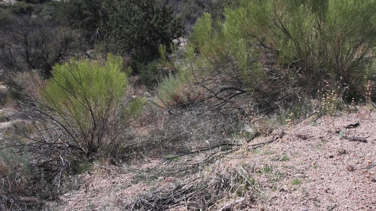 Pant from desert broom plant across a dry arroyo, Scottsdale, Arizona.