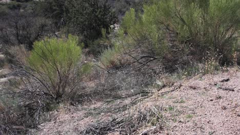 pant from desert broom plant across a dry arroyo, scottsdale, arizona.