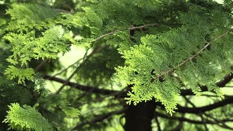 the beauty of the evergreen branches waving in the wind