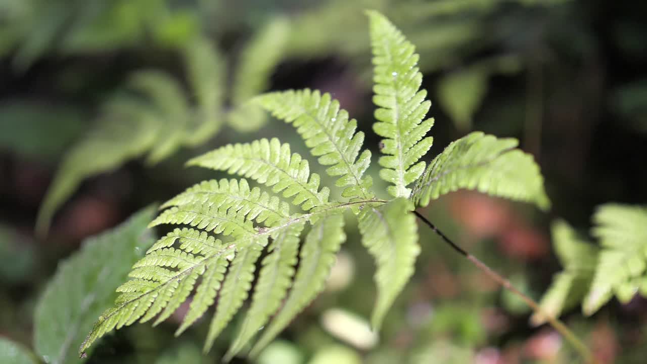 Fern Leaf With Water Drops. Green Ferns Grow In The Forest In Obersee, Nafels, Switzerland.  - close up shot