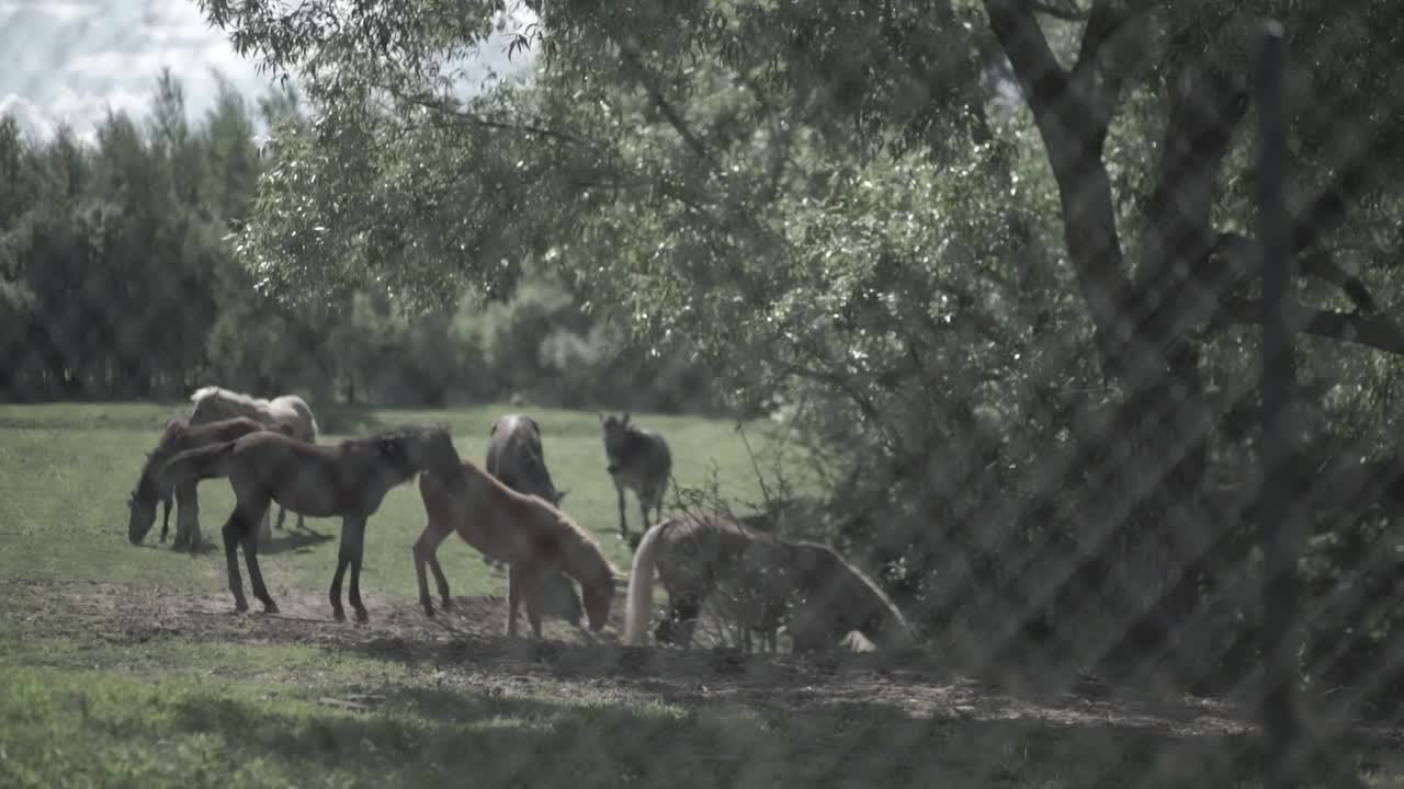 목초지 에서 사육 하는 말 들
