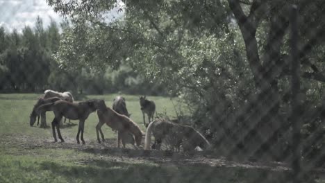 caballos pastando en un pasto