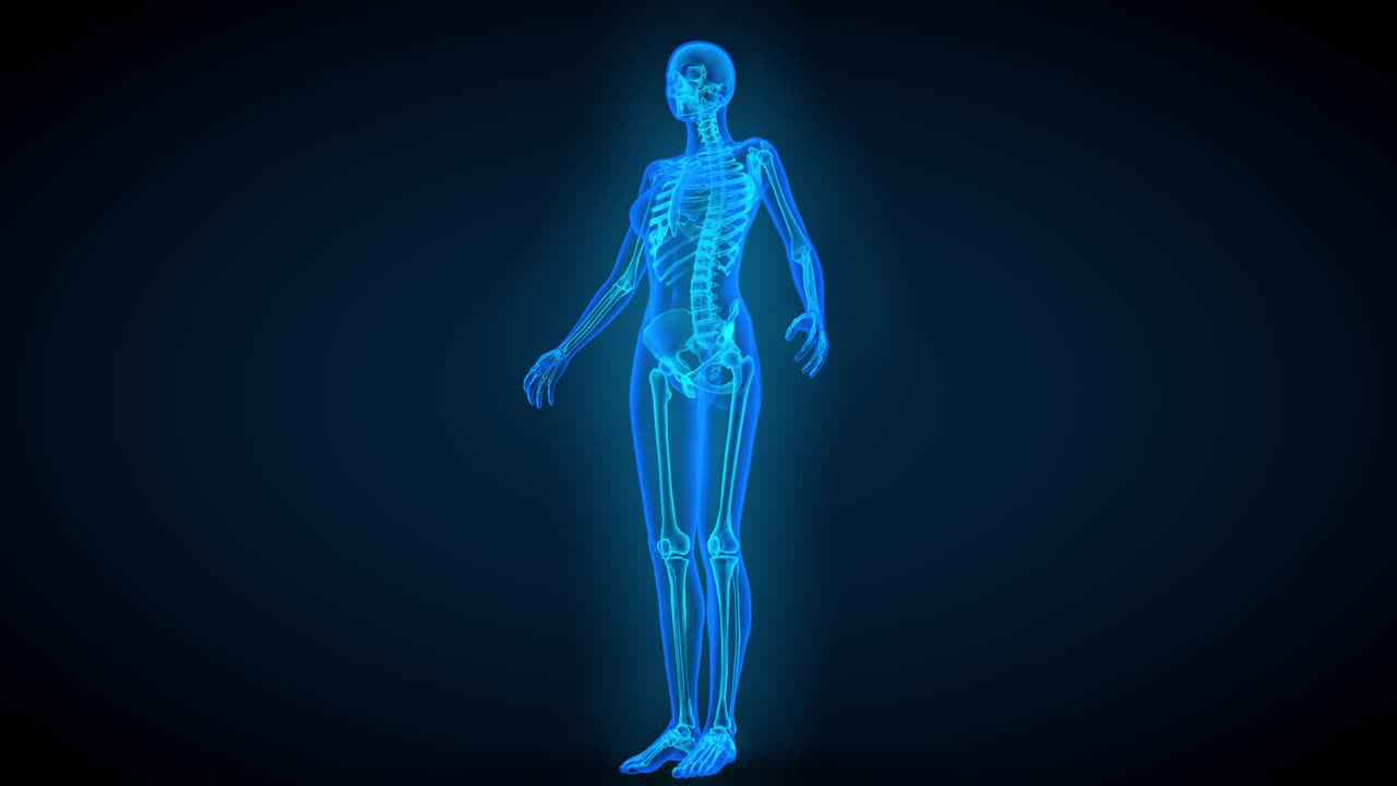 4 vídeos en 1, escaneo de rayos x azul del cuerpo femenino con órganos y esqueleto - 4k 60fps uhd animaciones de bucle sin costuras en 3d