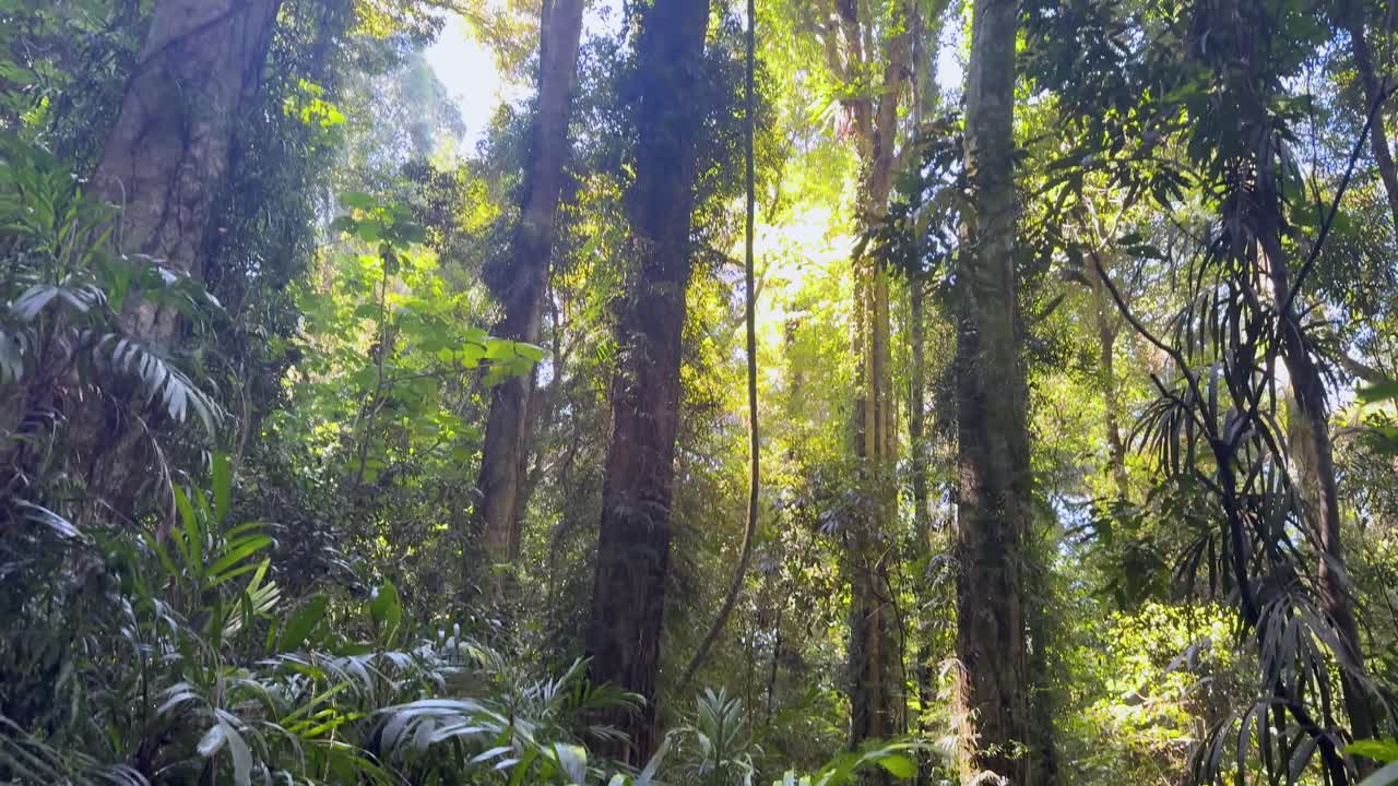 Low-angle camera glides through dense rainforest, revealing towering trees and vibrant green foliage