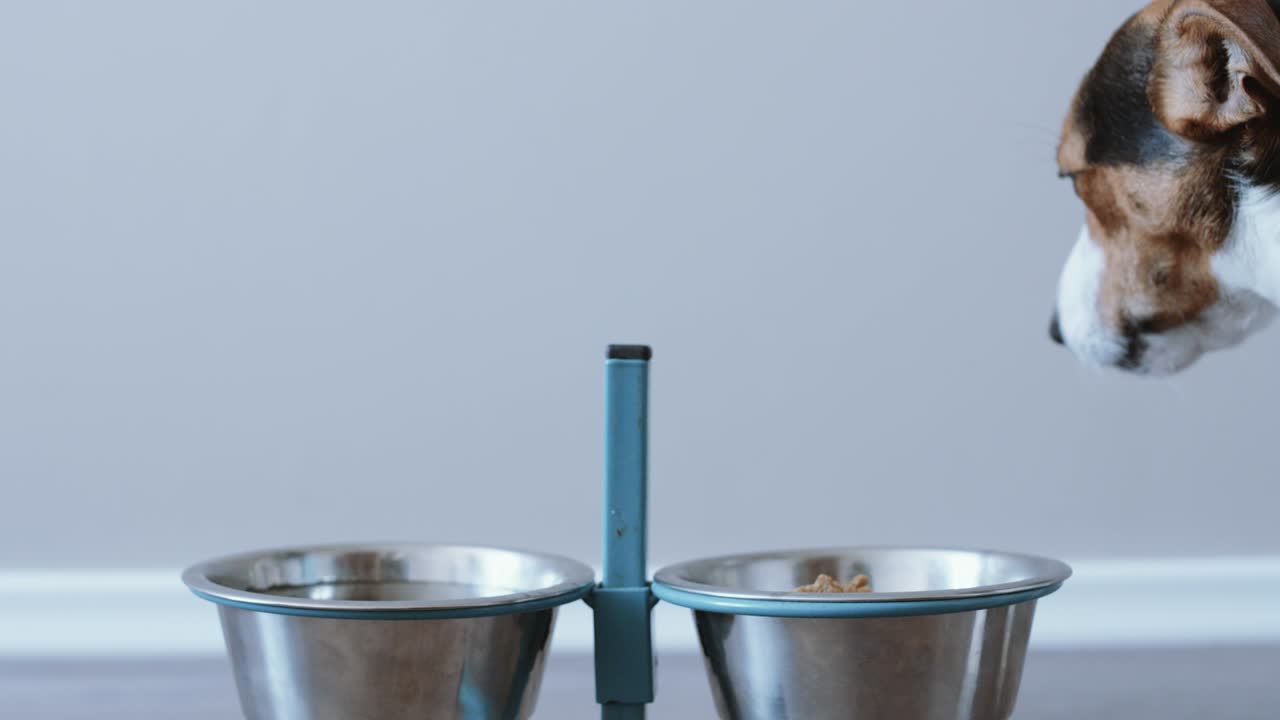 perro comiendo de su cuenco