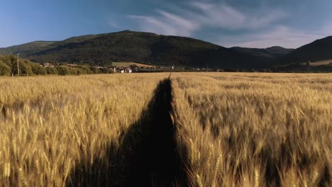 aerial drone low flying over golden wheat field farm