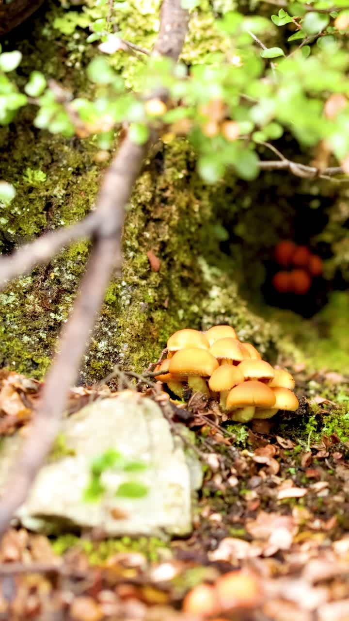 Mushrooms emerge amidst moss and foliage in a serene forest environment with soft, natural lighting