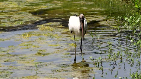 wood stork foraging along a lake shore in florida