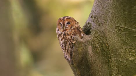 the tawny owl hiding in the woods, portrait