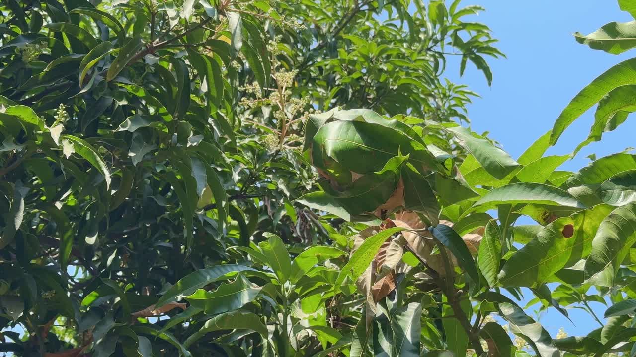 Camera spins around red ants nest of green leaves, red tailor ants, oecophyila smaragdine, India