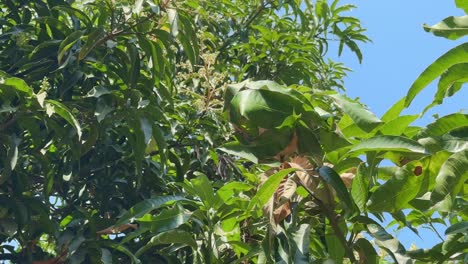 camera spins around red ants nest of green leaves, red tailor ants, oecophyila smaragdine, india