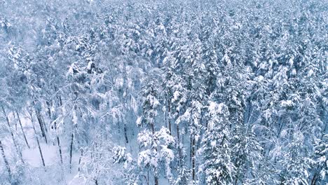 Snowy-branches-in-forest.-Winter-fairy-background