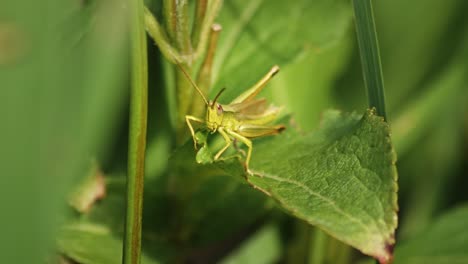 Kleine-Heuschrecke,-Die-Auf-Dem-Grünen-Blatt-Einer-Pflanze-Sitzt