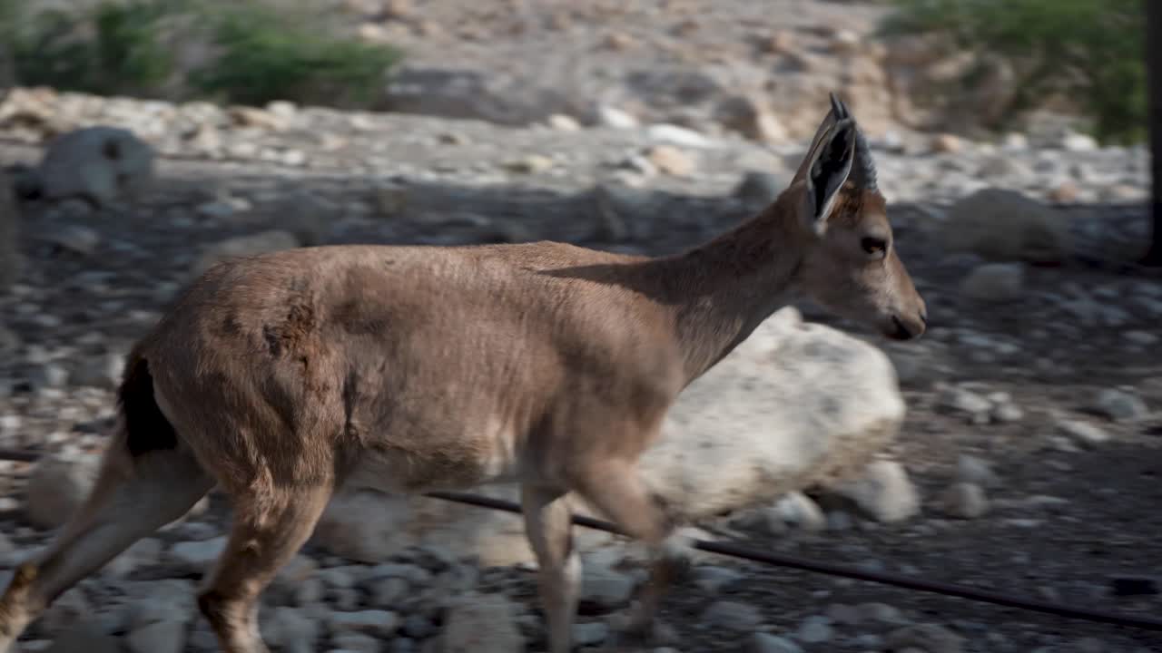 ein gedi en gedi israel 성경 사이트 오아시스 봄의 사슴