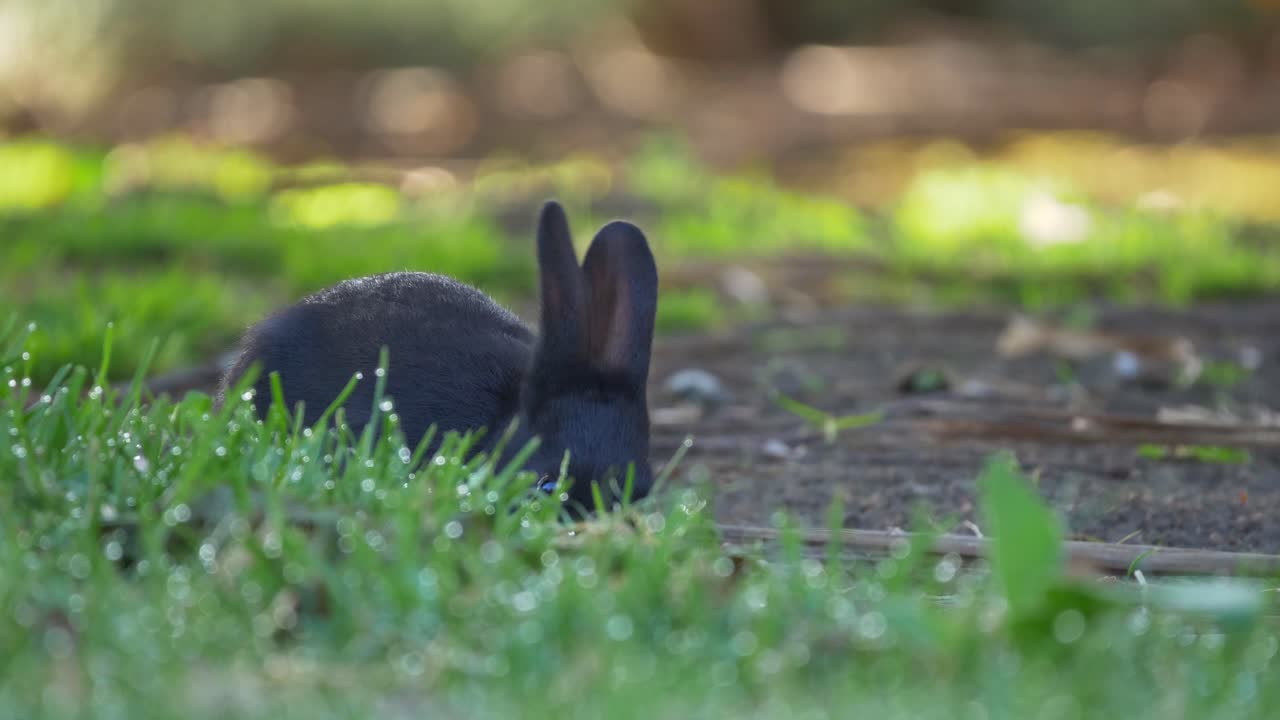 conejo negro comiendo hierba, cerrar