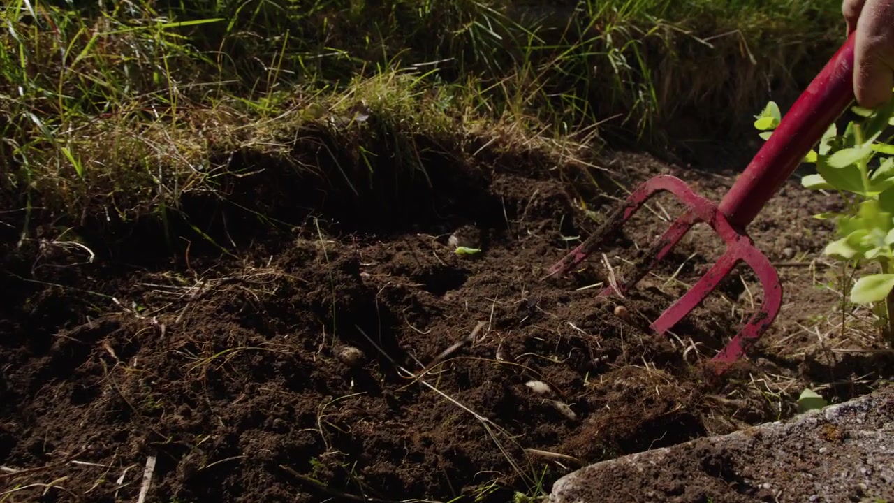 A red pitchfork chops and lifts clods of earth along a lawn edge in strong sunlight.