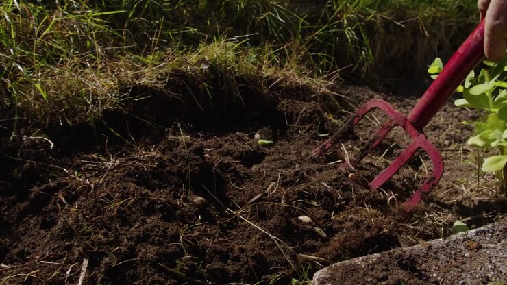 A red pitchfork chops and lifts clods of earth along a lawn edge in strong sunlight.