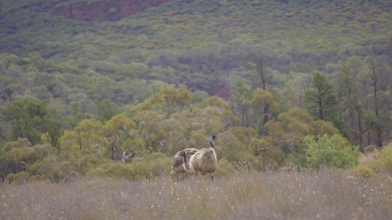 Two wild emus feeding in the native bush, idilic setting beautiful nature