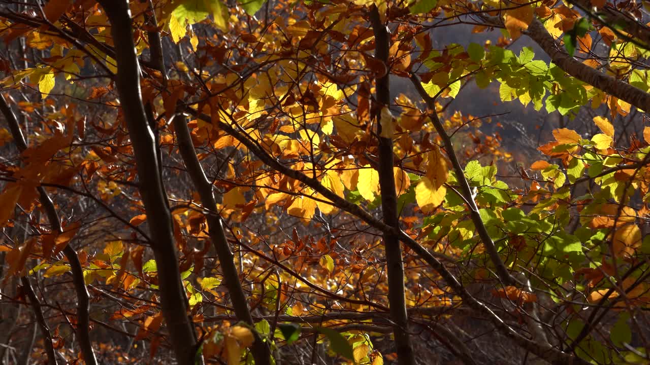 hojas amarillas temblando por la brisa en un fondo de otoño, espacio de copia de otoño