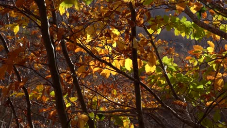 Hojas-Amarillas-Temblando-Por-La-Brisa-En-Un-Fondo-De-Otoño,-Espacio-De-Copia-De-Otoño