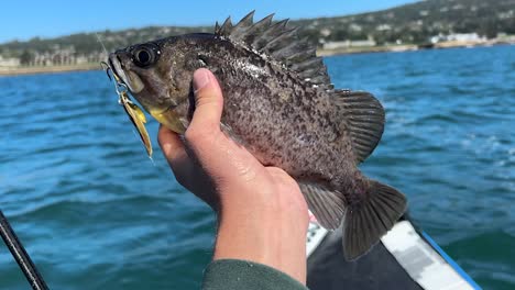 Close-up-of-a-blue-rockfish