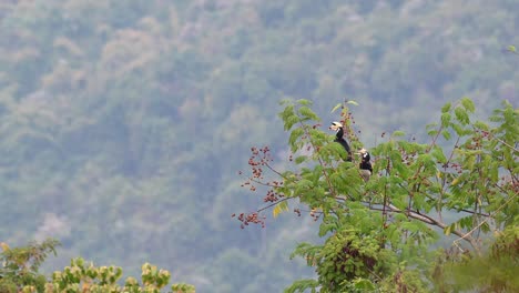 4k un par de cálao de varios colores oriental frugívoro anthracoceros albirostris