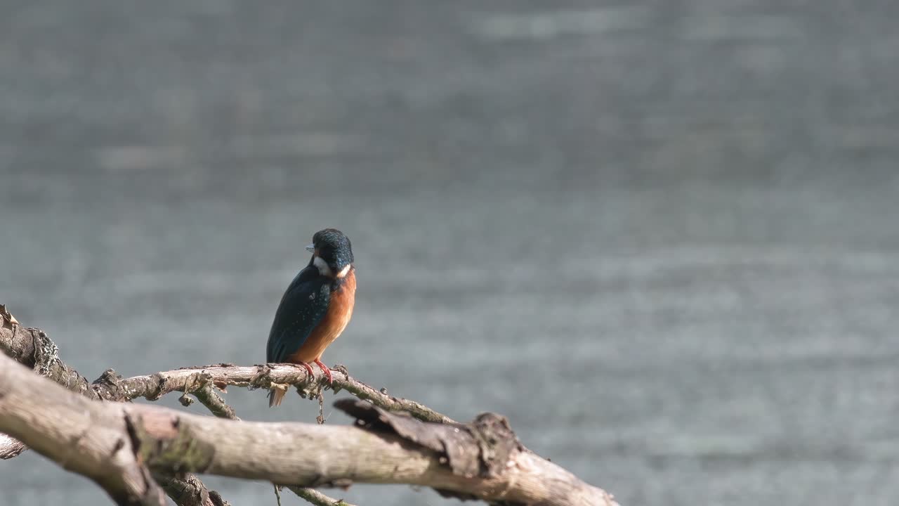 An adult wild kingfisher sits on a branch and flies away