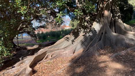 Moreton-Bay-tree-roots-in-speckled-sunlight-autumn,-Perth-Western-Australia